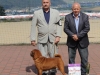 Artic Red Antilo Gold Pei