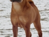 Olinka