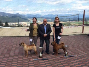 Špeciálna výstava Sharpei 16.4.2016