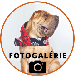 fotogalerie